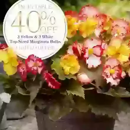 6 Begonia Marginata Yellow and White Forty Percent Off